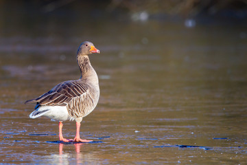 Graugans (Anser anser) auf einem zugefrorenen Teich im Winter im Naturschutzgebiet Mönchbruch bei Frankfurt, Deutschland.