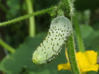 Gherkin ripening in the summer garden, close-up. Little cucumber growing