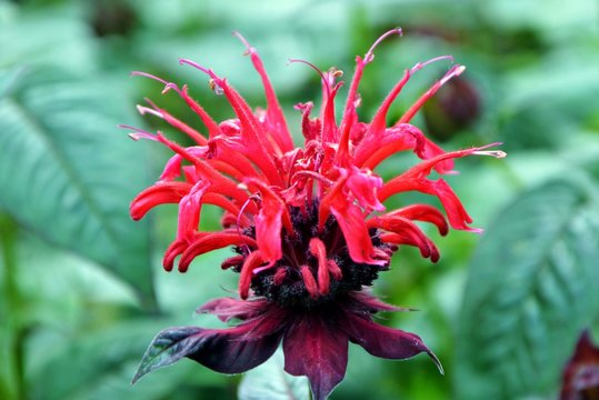 Bright red flower of the monarda in the garden close-up.