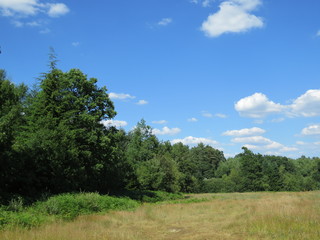 Natural England - fields, forests, sunny views