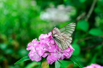 White butterfly aporia Crataegi on pink dianthus barbatus.