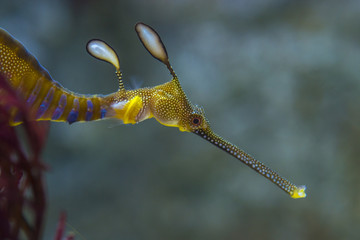 Colorful seahorse in water aquarium animal fish