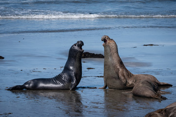 Elephant seals preparing to spar on the beach in California.