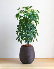 isolated elIsolated Umbrella Tree, Schefflera Compacta plant on the floor in front of white wall