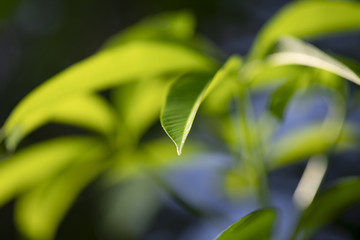 Tropical greenery, fresh leaf closeup photo. Tropical tree leaf sprout. Exotic plant leaf closeup