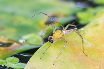 Macro close up Lynx spider (Oxyopidae) in nature background ,yellow color on the green leaf.