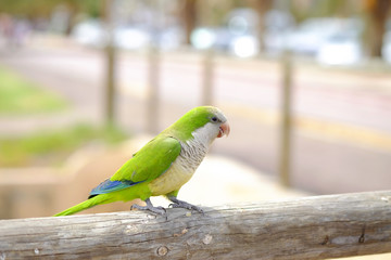 Amazon green parrot in nature on the Canary Island of Fuerteventura, Spain.