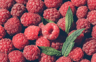 Ripe red raspberries and fresh green mint. Fruit background
