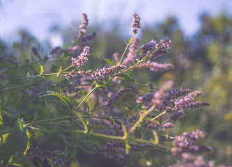 Blooming wild mint. Purple wildflowers and green fresh leaves