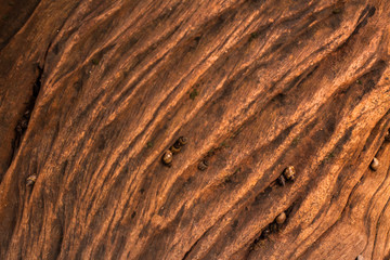 Wooden background  shell   in Nai Yang Beach Phuket Thailand