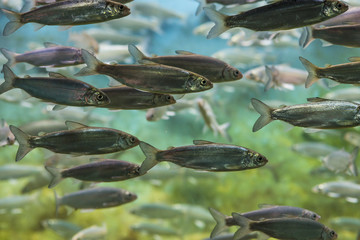 School of silver fish swimming in aquarium water