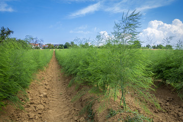 Fototapeta na wymiar asparagus field in summer