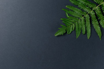 fern leaf on dark background. Top view