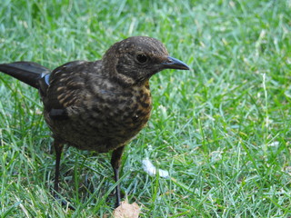 Blackbird chick