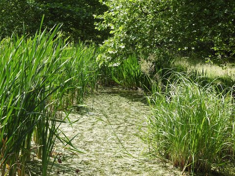 Pond grass and algi