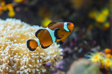 Orange clown fish in marine salt water aquarium