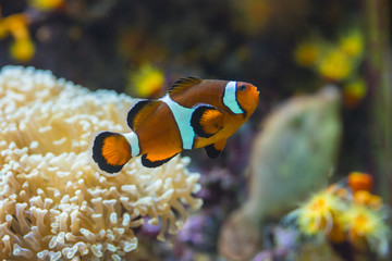 Fototapeta na wymiar Orange clown fish in marine salt water aquarium