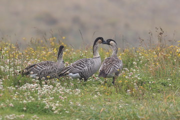 Nene Goose,Hawaiian goose, (Branta Sandvicensis) Big Island Hawaii