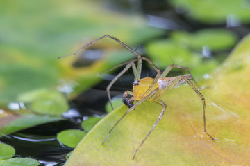 Macro close up Lynx spider (Oxyopidae) in nature background ,yellow color on the green leaf.