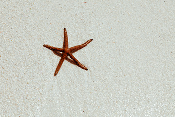 Fototapeta na wymiar Red sea star on a wet beach sand