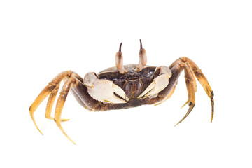 White background Horn-eyed ghost crab Ocypode ceratophthalmus form Phuket Thailand