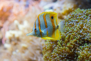 Colorful yellow butterfly fish in marine salt water aquarium