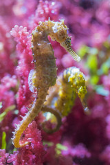 Colorful seahorse in water aquarium animal fish