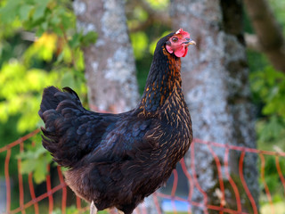 Glückliches Huhn