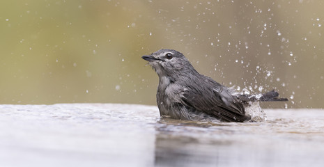 Ashy Flycatcher having a bath to cool down in a shallow pool