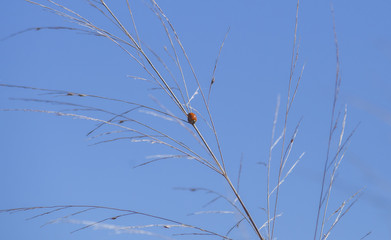 Ladybug Beetle