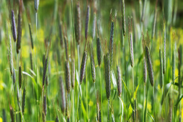 Closeup of a fresh green wheat plant