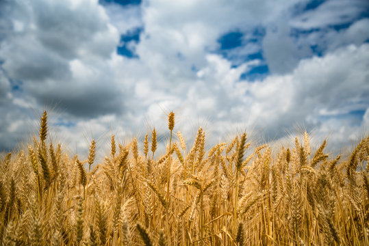 Golden wheat field with blue sky and white clouds in background