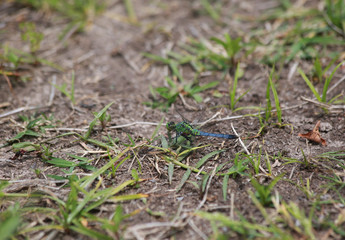 Juvenile Male Blue Dasher Dragonfly