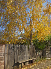 Beautiful flower blossoms in the mountains, in summer