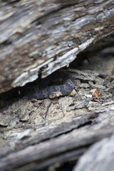 Juvenile Cottonmouth Snake
