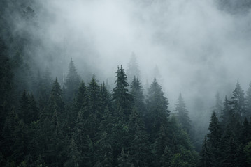 Misty landscape with fir forest in hipster vintage retro style, natural background
