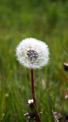 dandelion