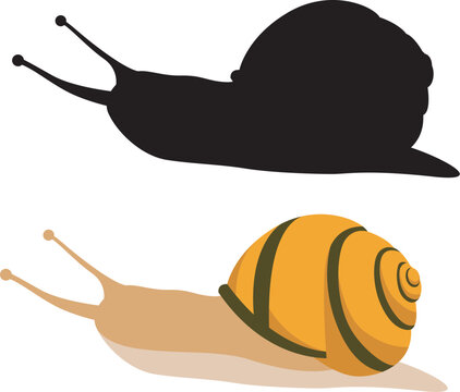 snail vector illustration  flat style black silhouette 