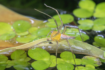Macro close up Lynx spider (Oxyopidae) in nature background ,yellow color on the green leaf.