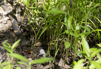 Broad-Banded Water Snake