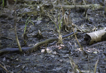 Black Western Rat Snake in a Marshland