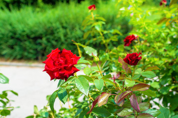 Red roses botanical garden with path