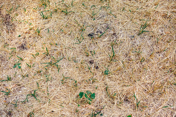 green grass and dry grass