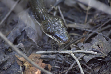 Obraz premium Head of a Black Western Rat Snake