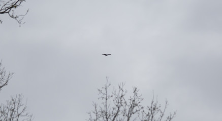 Bird Flying near a Tree