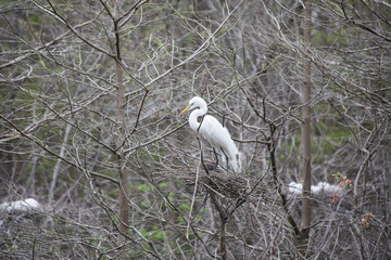 Great Egret Nesting