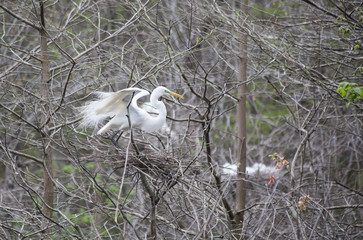 Great Egret Nesting