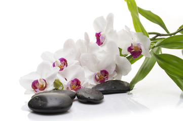 Spa white orchid with massage stones on white