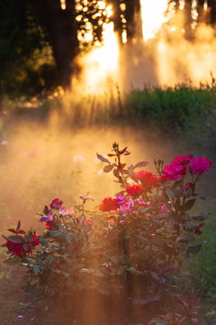 Beautiful rose bush in the garden in the sunlight