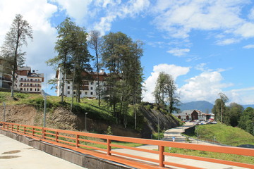 Obraz premium Beautiful flower blossoms in the mountains, in summer